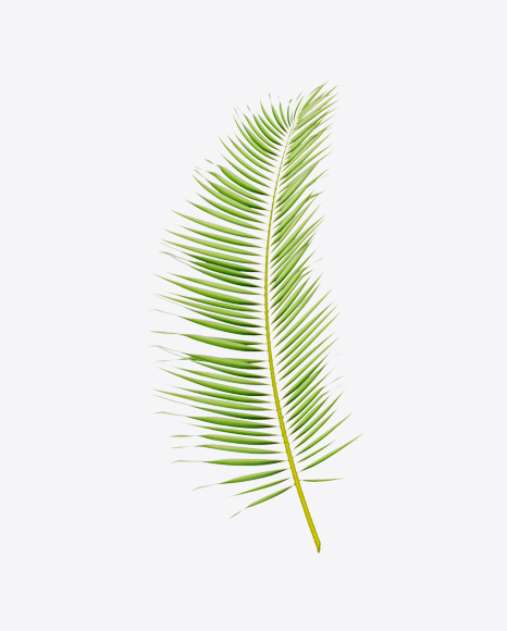 Areca Tree Leaf