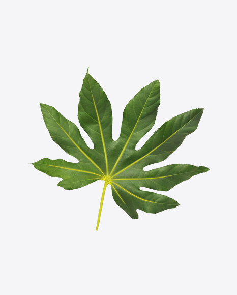 Aralia Tree Leaf