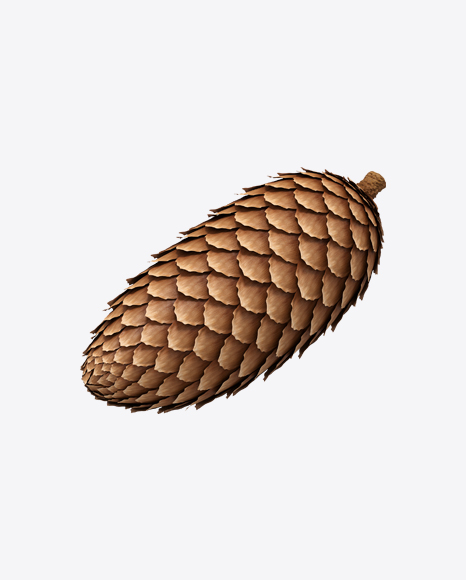 Spruce Pine Cone