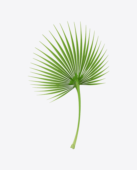 Cabbage Palm Tree Leaf
