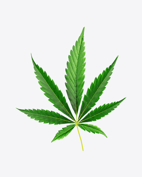 Cannabis Leaf