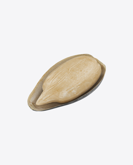 Sunflower Seed in Shell