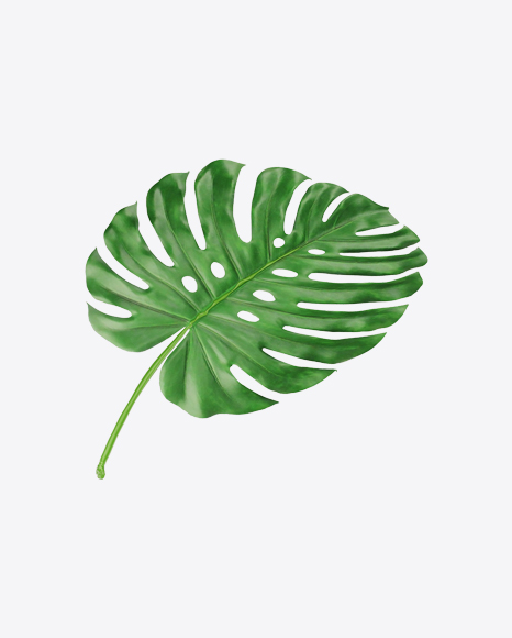 Monstera Leaf