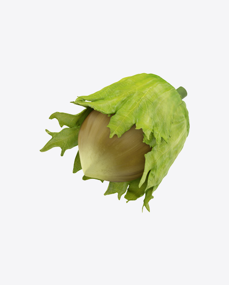 Green Hazelnut in Sleeve