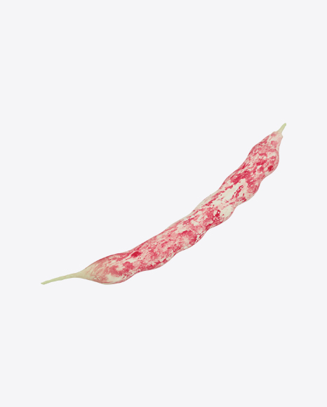 Cranberry Bean Pod