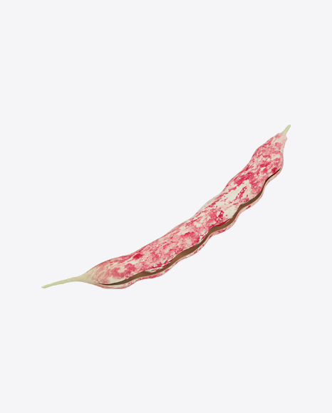 Half Opened Cranberry Bean Pod
