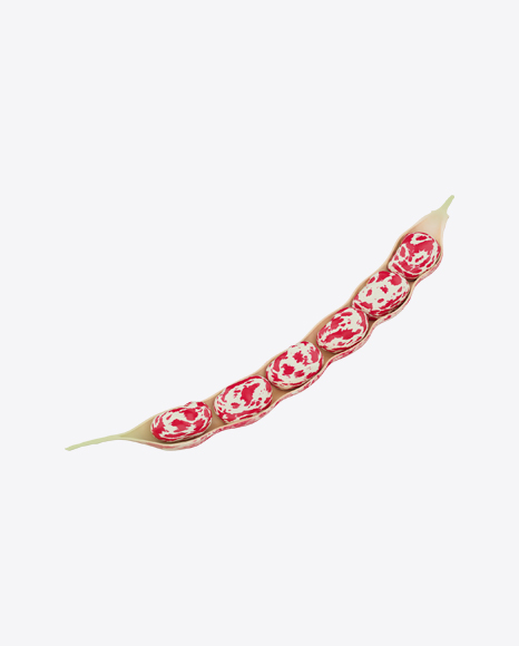 Opened Cranberry Bean Pod