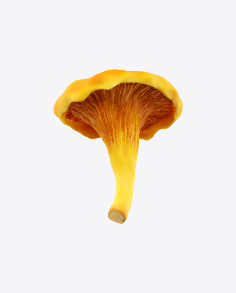 Chanterelle