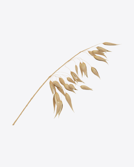 Oat Ear