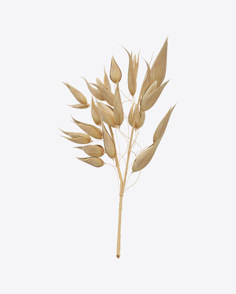 Oat Ear