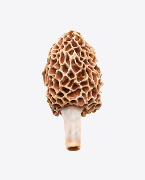 Morel