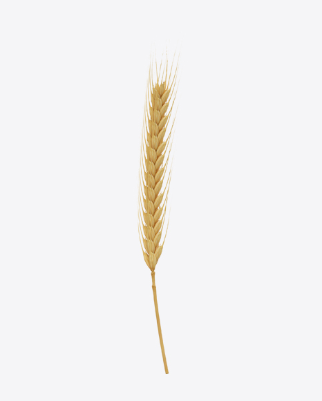 Rye Ear