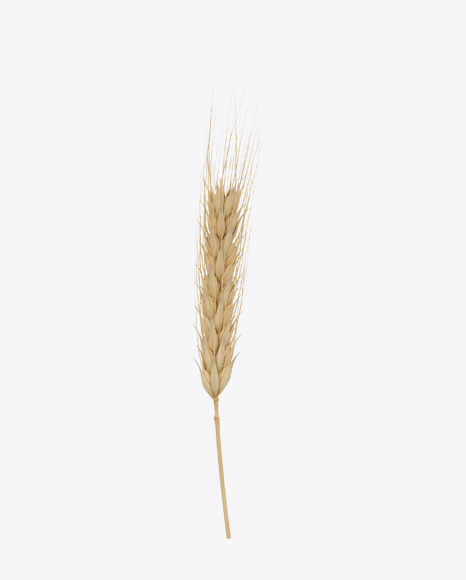 Barley Ear