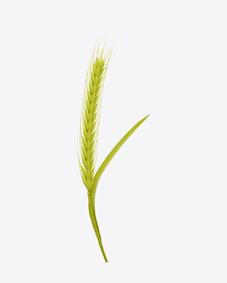Unripe Green Rye Ear