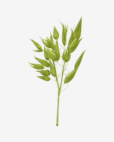 Unripe Green Oat Ear