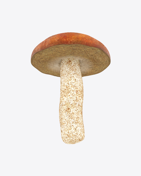 Orange Cap Boletus