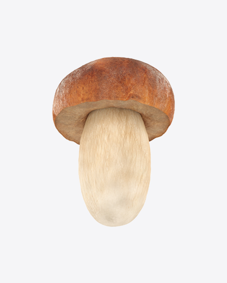 Porcini