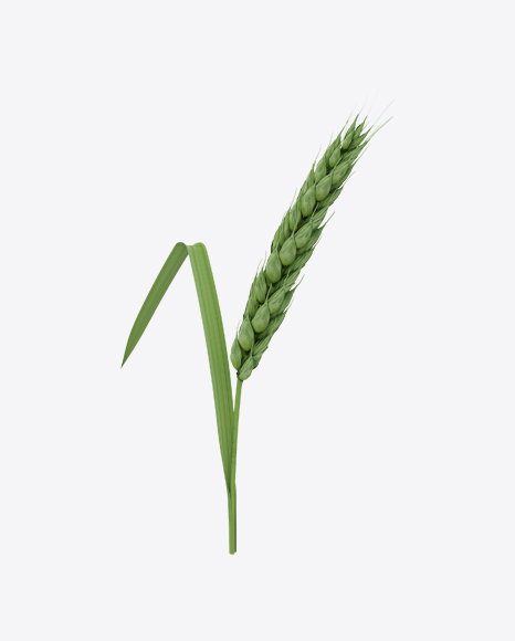 Unripe Green Wheat Ear
