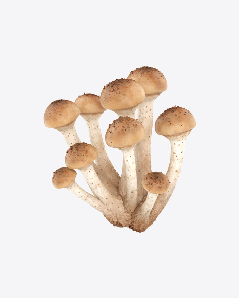 Honey Agaric