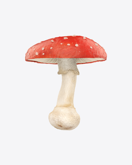 Amanita
