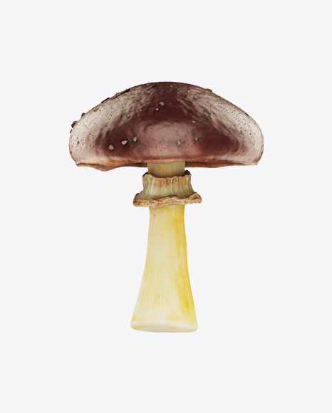King Stropharia
