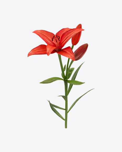 Red Lily Branch