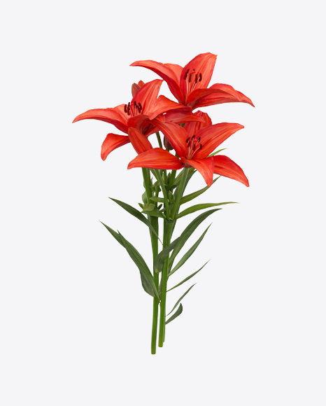 Red Lily Bouquet