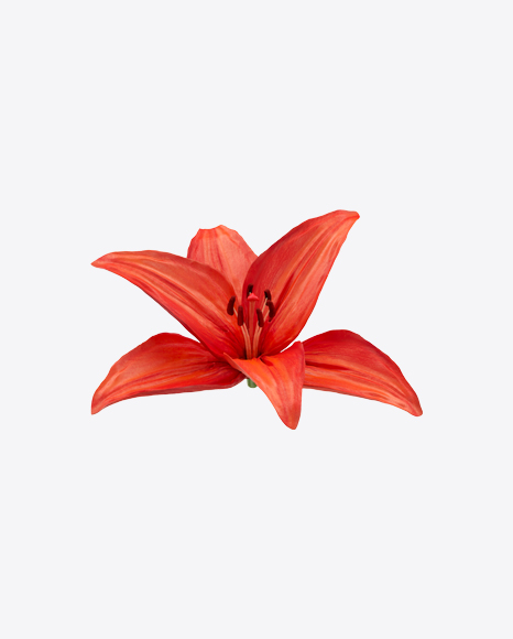 Red Lily Flower