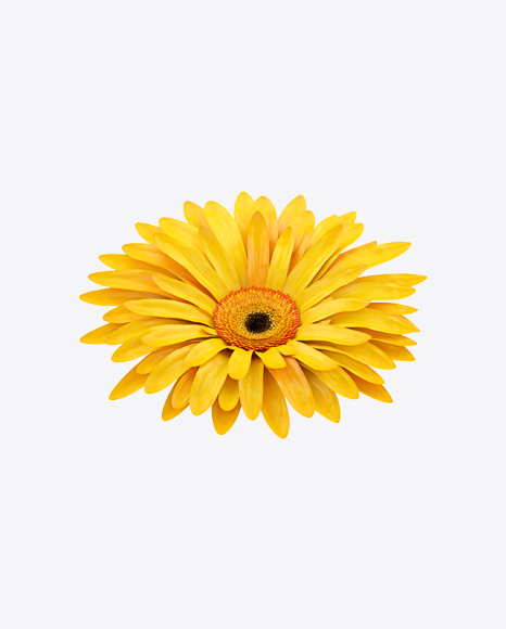 Yellow Gerbera Flower