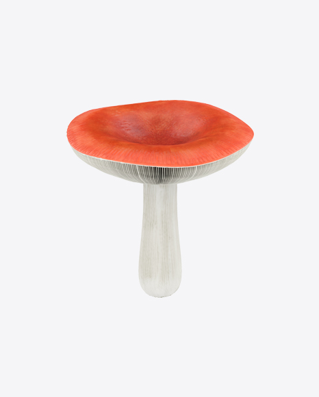 Russula