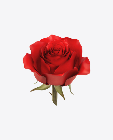 Red Rose Flower