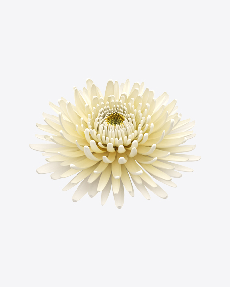 Chrysanthemum Flower