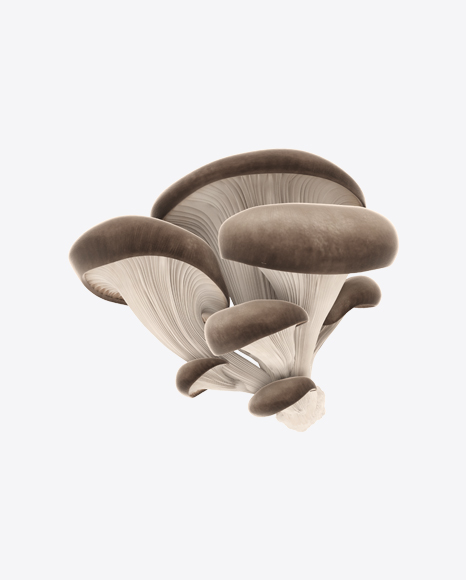 Oyster Mushroom
