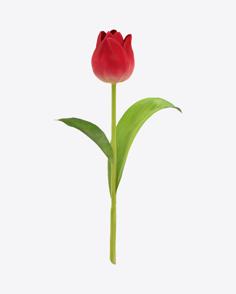 Red Tulip on Stem