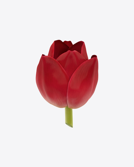 Red Tulip Flower