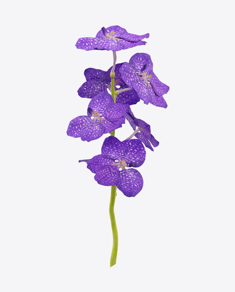 Vanda Orchid on Stem