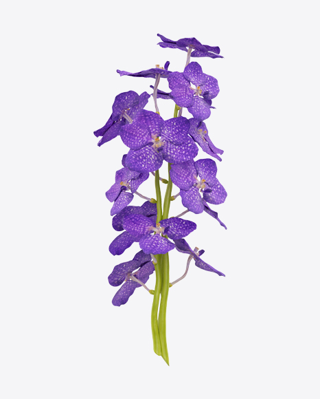 Vanda Orchid Bouquet