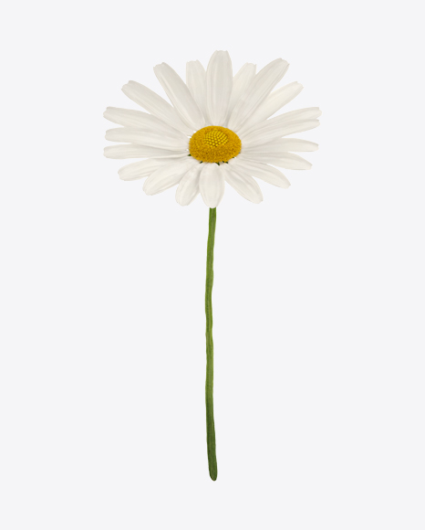 Chamomile on Stem