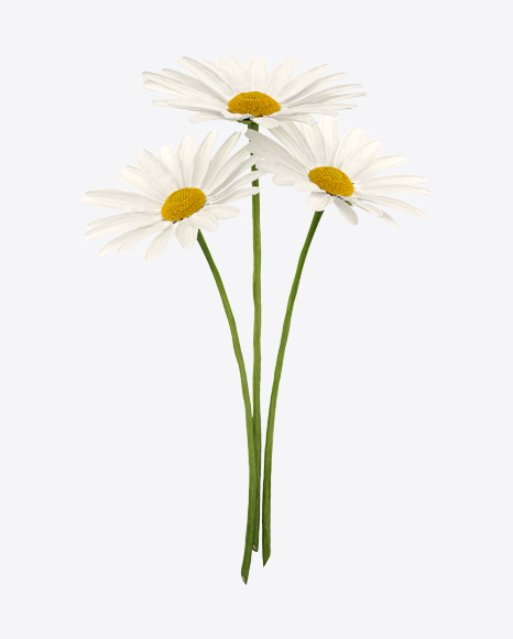 Chamomile Bouquet