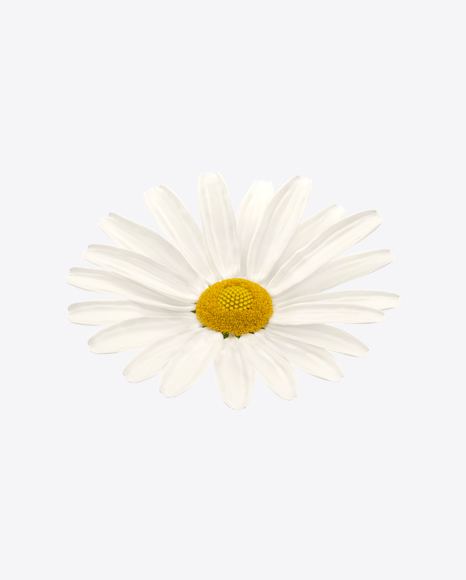 Chamomile Flower
