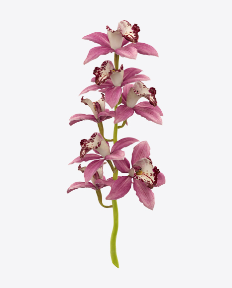 Cymbidium Orchid on Stem