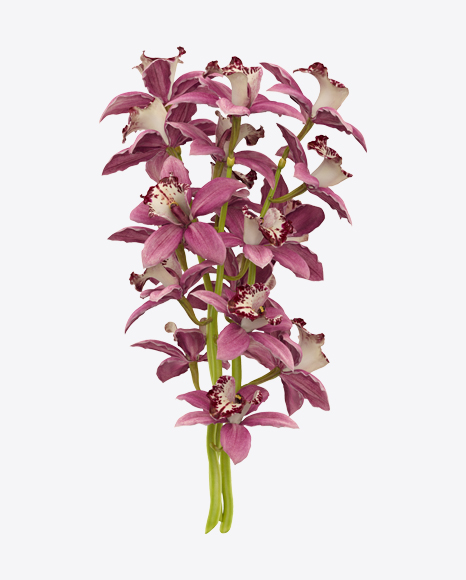 Cymbidium Orchid Bouquet