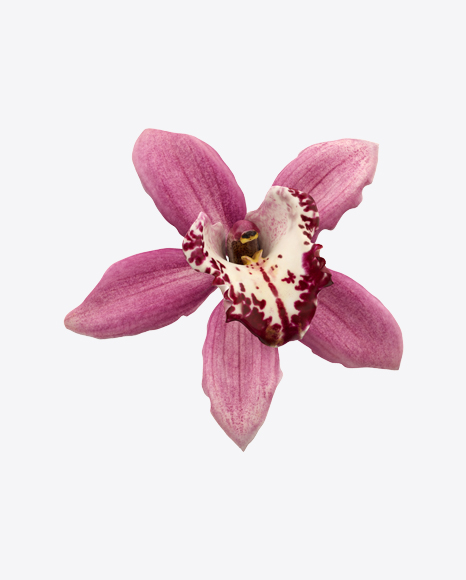 Cymbidium Orchid Flower