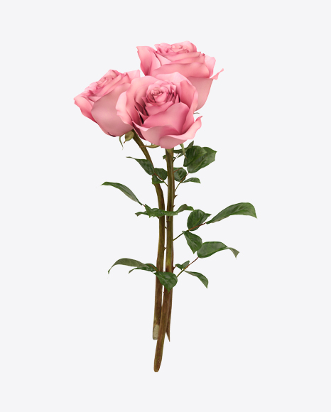 Pink Rose Bouquet
