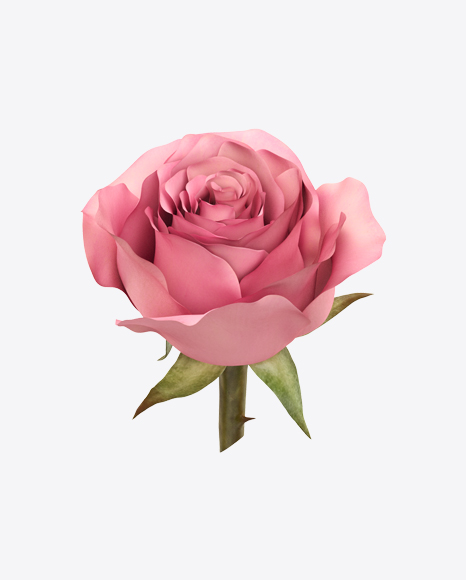 Pink Rose Flower
