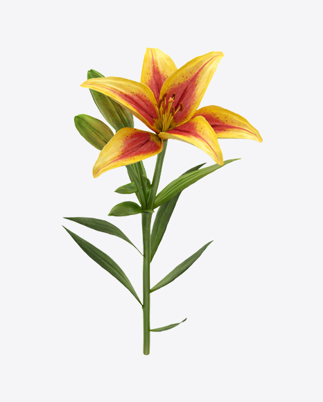 Lily Branch