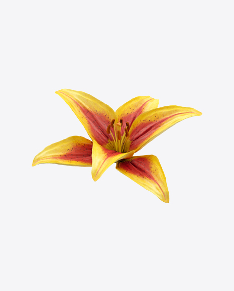 Lily Flower