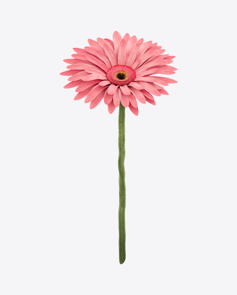 Pink Gerbera on Stem