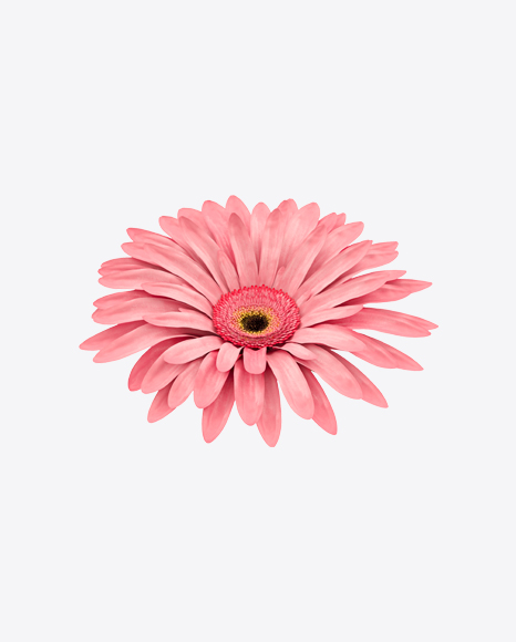 Pink Gerbera Flower