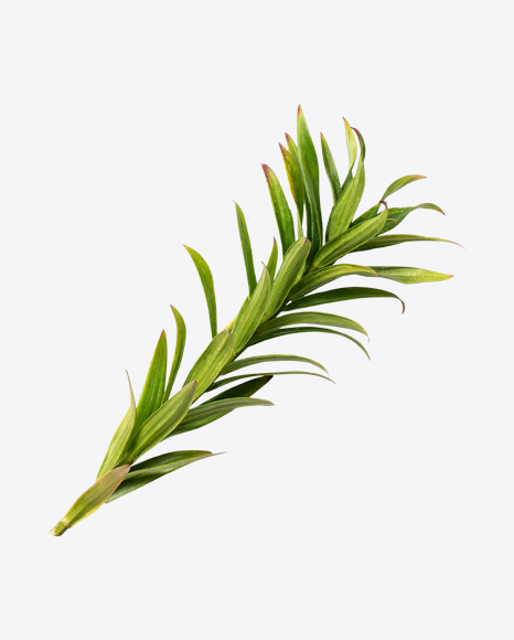 Leafy Branch PNG